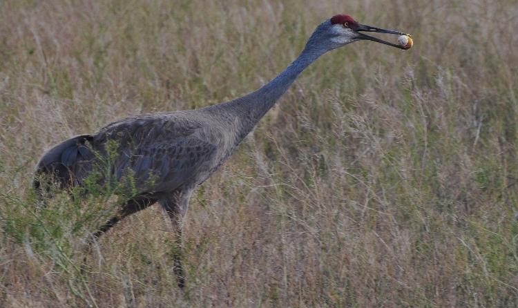 sandhill crane